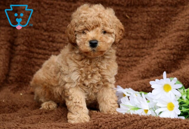 Curly apricot Mini Labradoodle puppy sitting upright on a cozy brown blanket beside white daisies, looking adorable and fluffy. image