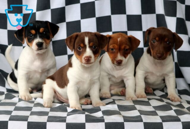 M Litter Jack Russell image