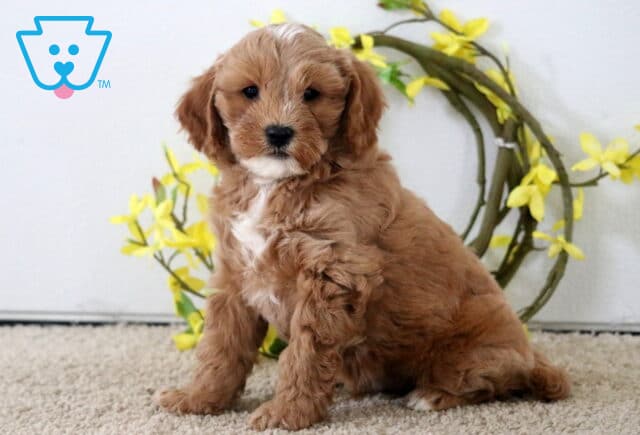 Macho Cavapoo image
