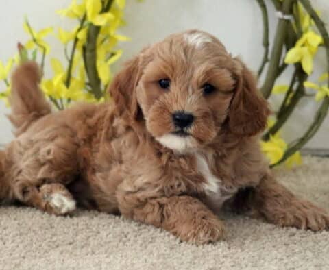 Macho Cavapoo2