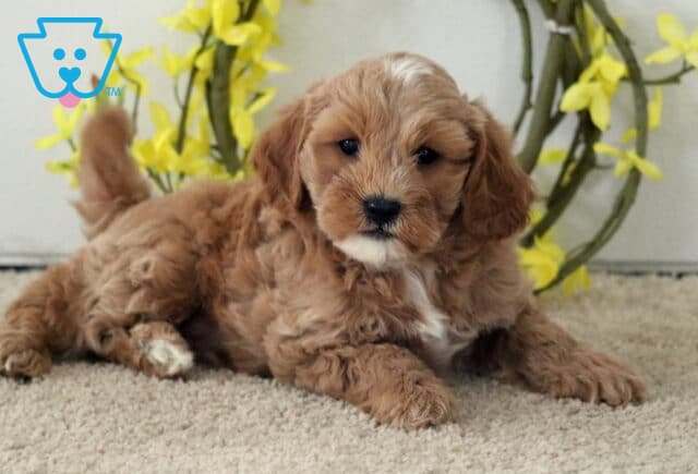 Macho Cavapoo2 image
