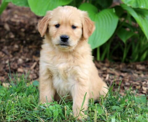 Fluffy Golden Retriever puppy with soft golden fur sitting in the grass in front of lush green hosta plants and mulch.