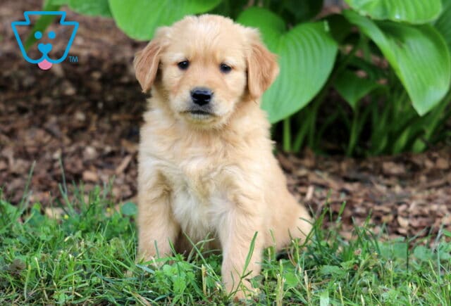 Fluffy Golden Retriever puppy with soft golden fur sitting in the grass in front of lush green hosta plants and mulch. image