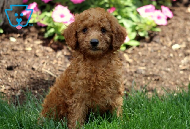 Macho Mini Labradoodle image