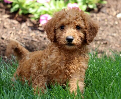 Macho Mini Labradoodle2