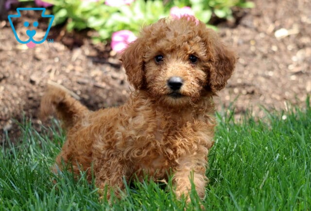 Macho Mini Labradoodle2 image