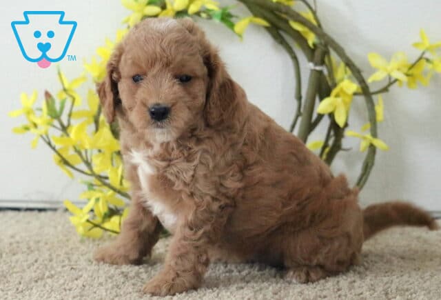 Macy Cavapoo image