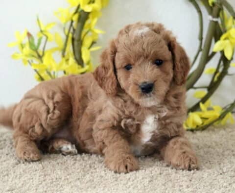 Macy Cavapoo2