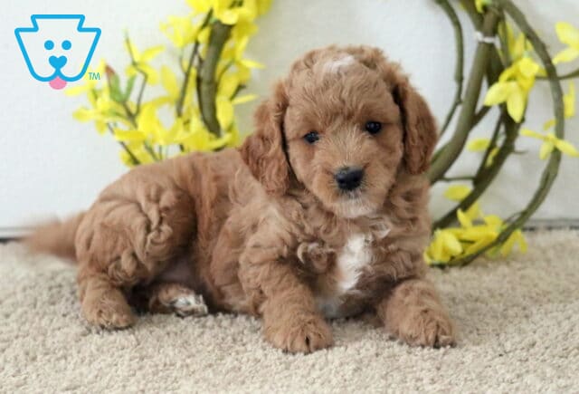 Macy Cavapoo2 image