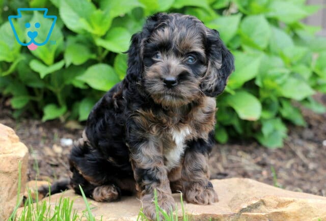 Macy Cockapoo image