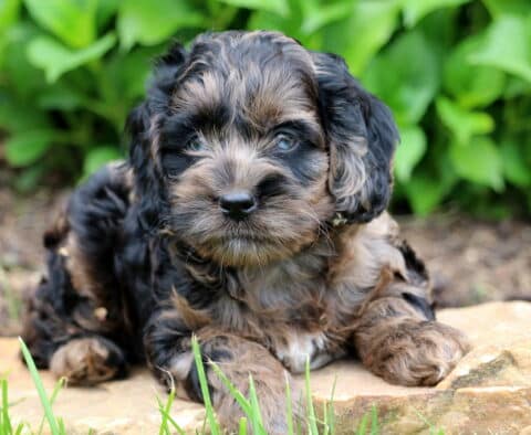 Macy Cockapoo2