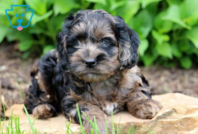 Macy Cockapoo2 image