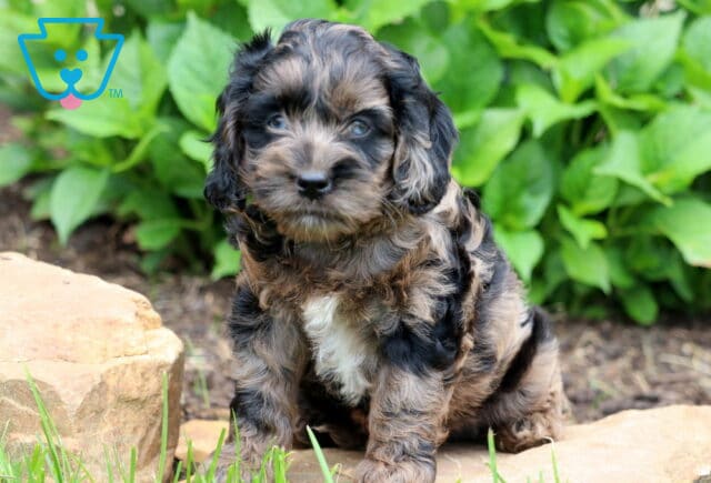 Macy Cockapoo3 image