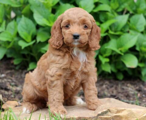 Maddie Cockapoo