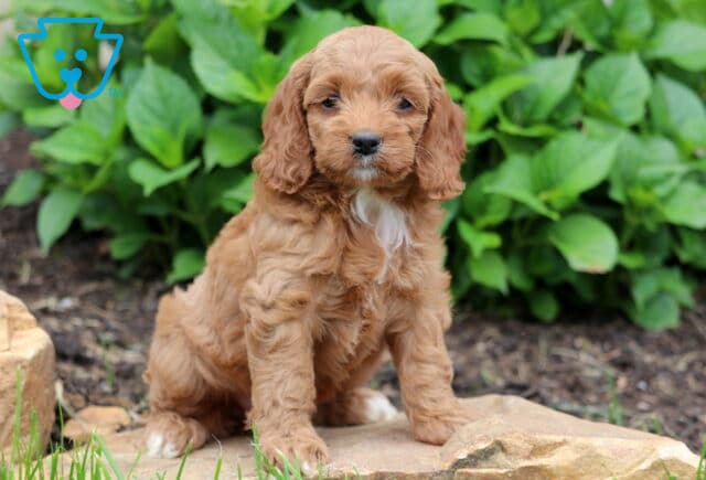 Maddie Cockapoo image