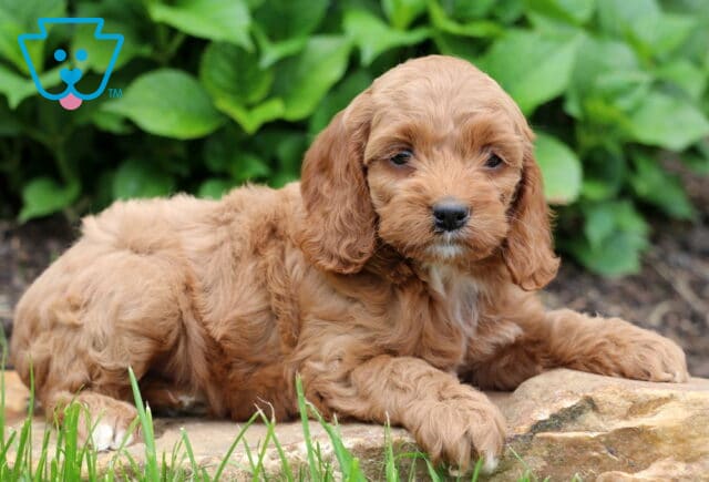 Maddie Cockapoo2 image