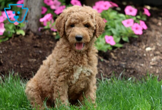 Maddox Mini Labradoodle image