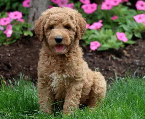 Maddox Mini Labradoodle2