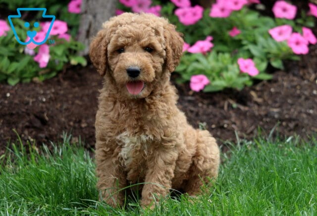 Maddox Mini Labradoodle2 image