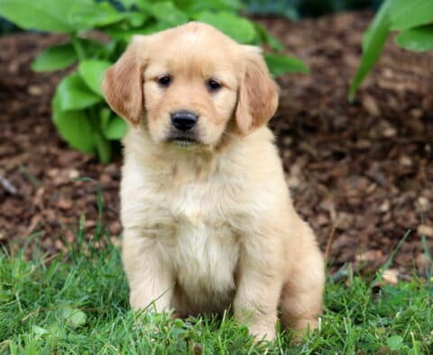 Sweet-faced Golden Retriever puppy with golden fur sitting quietly on the grass in front of leafy green plants and a bed of brown mulch.