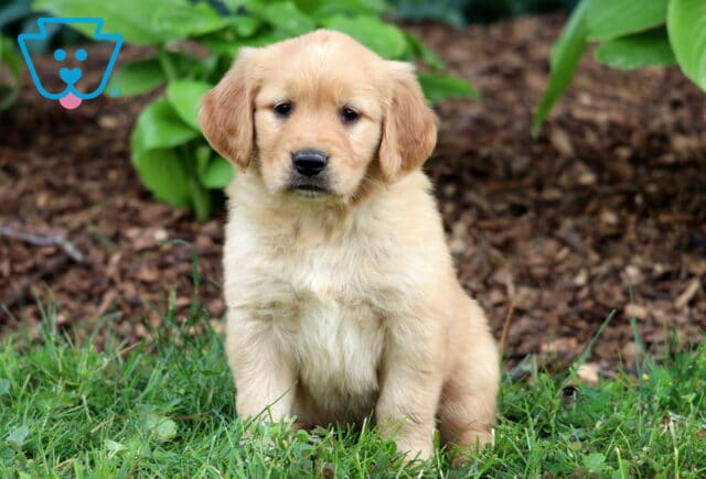 Sweet-faced Golden Retriever puppy with golden fur sitting quietly on the grass in front of leafy green plants and a bed of brown mulch. image