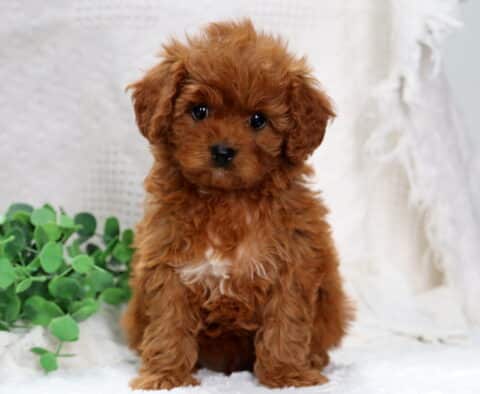 Major Poodle Mix