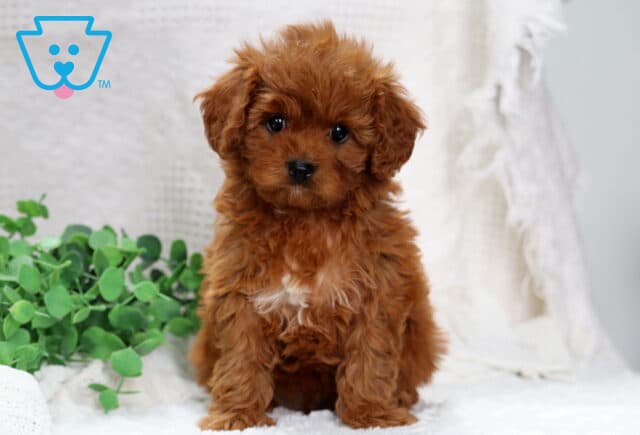 Major Poodle Mix image
