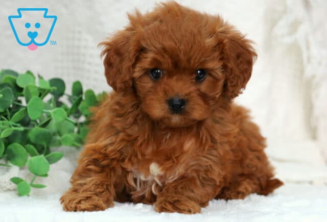 Major Poodle Mix2 image