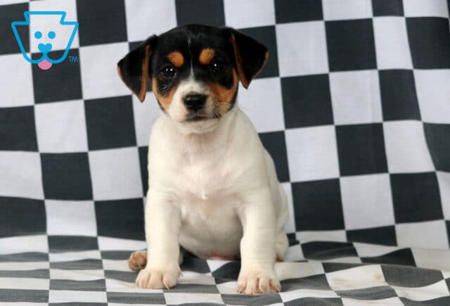 Malcolm Jack Russell image