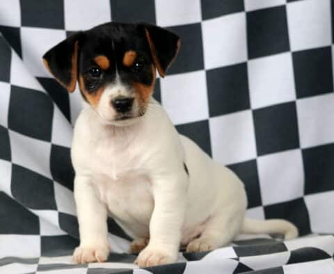 Malcolm Jack Russell2