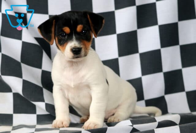 Malcolm Jack Russell2 image