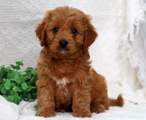 Malcolm Poodle Mix