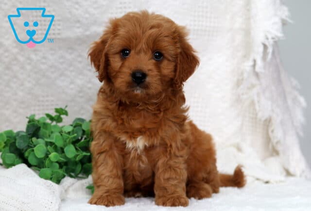 Malcolm Poodle Mix image