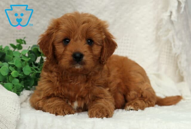 Malcolm Poodle Mix2 image