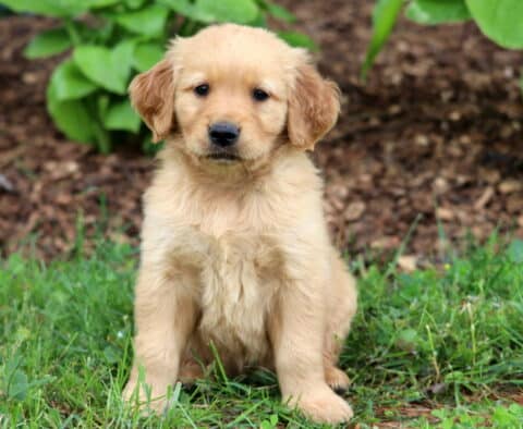 Fluffy light golden Golden Retriever puppy sitting on grass with a curious expression, backed by green hostas and a mulched garden area.