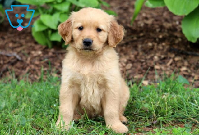 Fluffy light golden Golden Retriever puppy sitting on grass with a curious expression, backed by green hostas and a mulched garden area. image