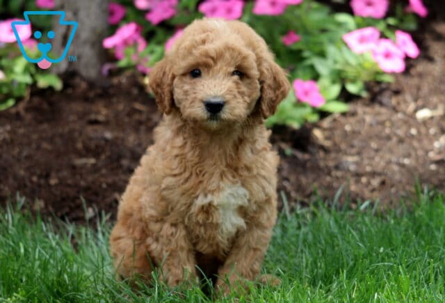 Marco Mini Labradoodle image
