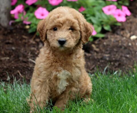 Marco Mini Labradoodle2