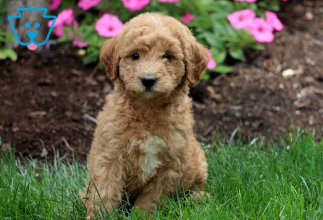 Marco Mini Labradoodle2 image