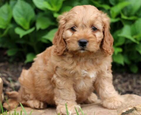 Marley Cockapoo