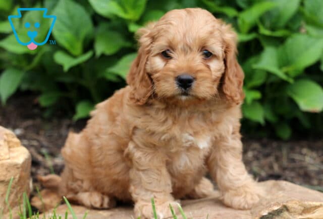 Adorable reddish Cockapoo puppy with a wavy coat sitting on a stone edge near mulch and greenery, looking sweetly into the camera. image