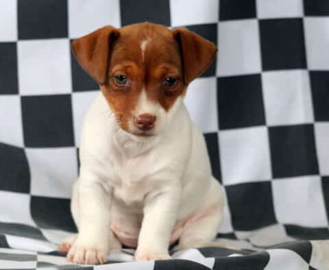 Marley Jack Russell