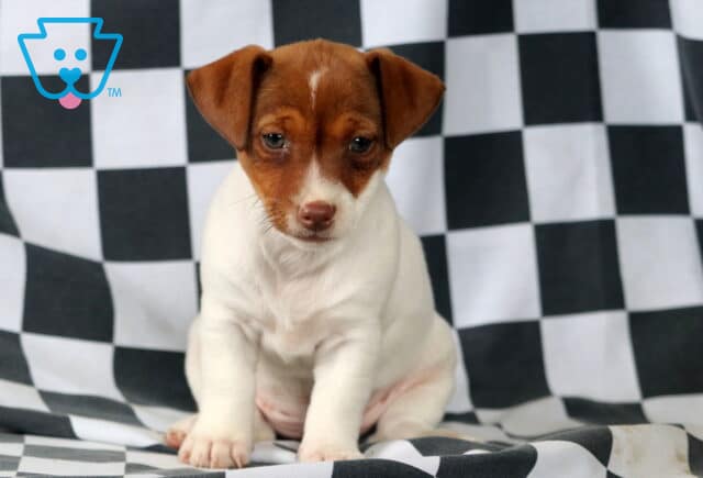 Marley Jack Russell image