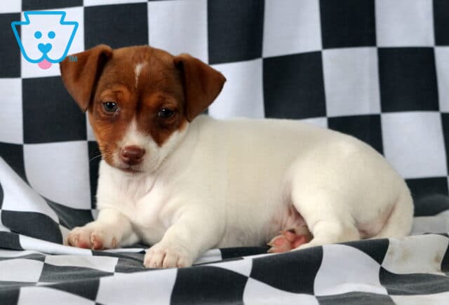 Marley Jack Russell2 image