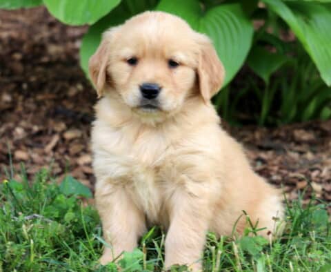 Light golden Golden Retriever puppy with a fluffy coat sitting on green grass in front of large leafy hostas and a mulched garden bed.