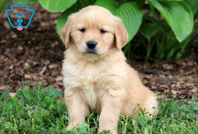 Light golden Golden Retriever puppy with a fluffy coat sitting on green grass in front of large leafy hostas and a mulched garden bed. image