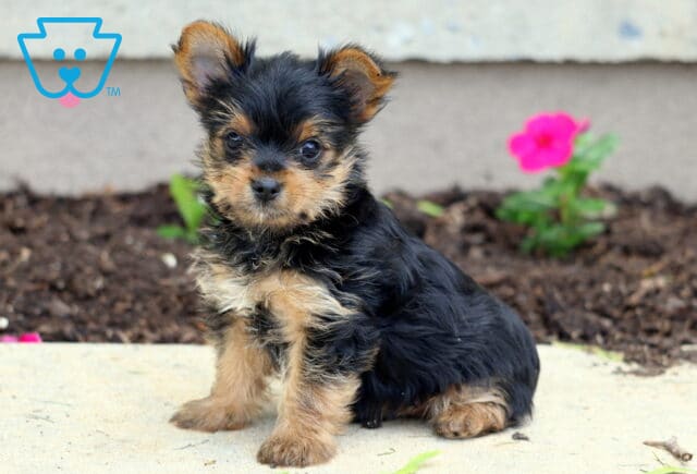 Mason Yorkie image
