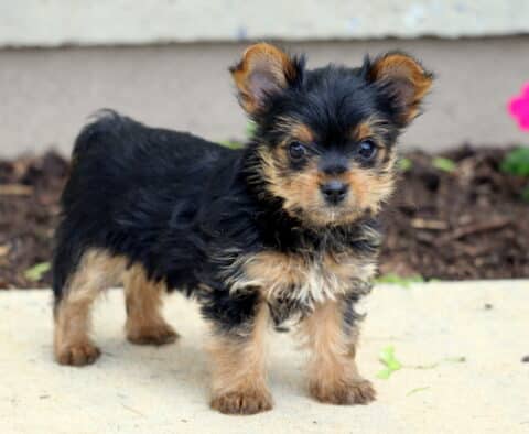 Mason Yorkie2