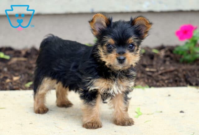 Mason Yorkie2 image