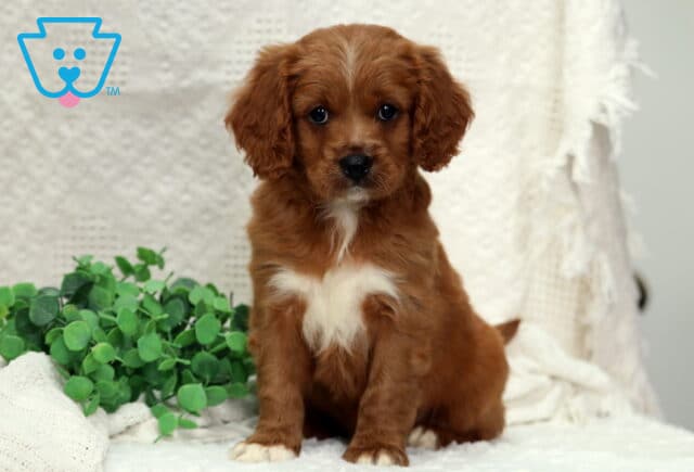 Matthew Poodle Mix image